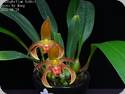 Bulbophyllum lilacinum x lobbii